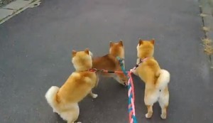 中に人間入ってる 飼い主がスプーンを取りに行った隙に 堂々と鎮座する柴犬の姿が めちゃめちゃ可愛い 修行僧みたい とツイッターで話題に マイナビニュース