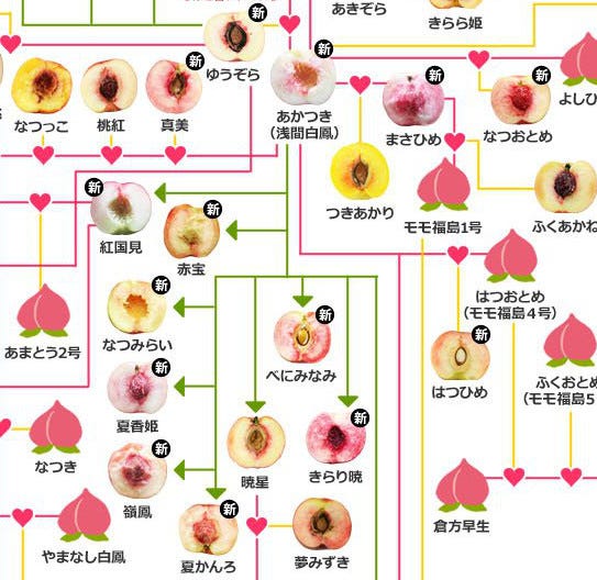 凄っ 桃好き必見 断面図がズラリ 桃の家系図 作者に見どころを聞いてみた 推し桃 のコメントも続々 マイナビニュース