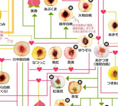 凄っ 桃好き必見 断面図がズラリ 桃の家系図 作者に見どころを聞いてみた 推し桃 のコメントも続々 マイナビニュース