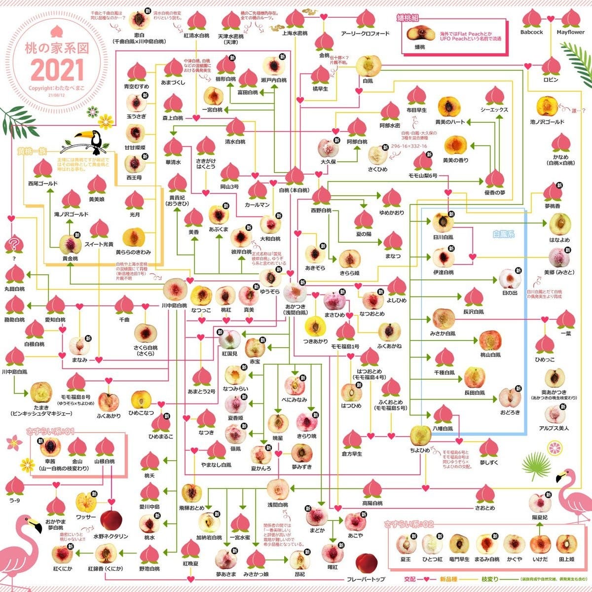 凄っ 桃好き必見 断面図がズラリ 桃の家系図 作者に見どころを聞いてみた 推し桃 のコメントも続々 マピオンニュース