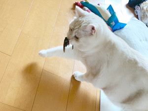 【対蝉爆弾ライフハック】「飼い主見てー!」猫に持ち込まれた蝉を"ティッシュ"で逃がす対処法とは? - 「教えてあげたい」「セミファイナルにはこれですね!」