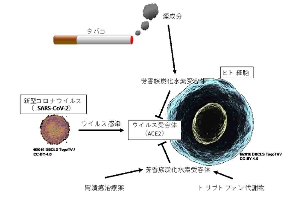 タバコの煙から抽出した物質にヒト細胞へのコロナ感染抑制効果を確認 Tech