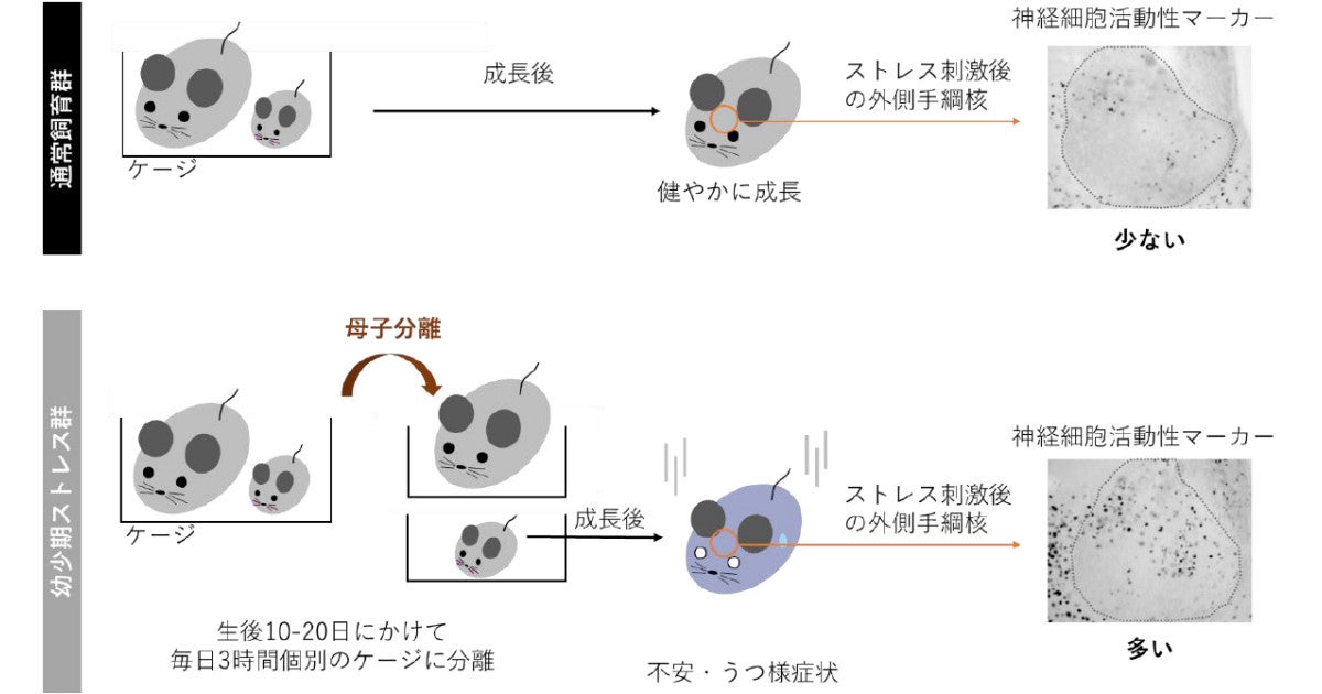 幼少期に受けたストレスが成長後の不安とうつ様行動につながる 富山大が発見 Tech