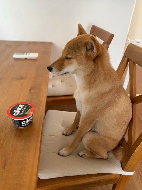 中に人間入ってる 飼い主がスプーンを取りに行った隙に 堂々と鎮座する柴犬の姿が めちゃめちゃ可愛い 修行僧みたい とツイッターで話題に マイナビニュース