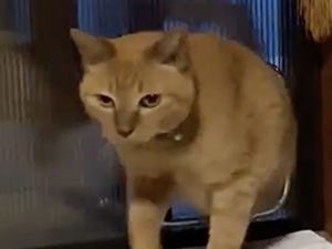 【飼い主の心猫知らず】キャットドアをガン無視する猫の動画が大反響「ある意味賢いのかな」「人間化しとる」の声