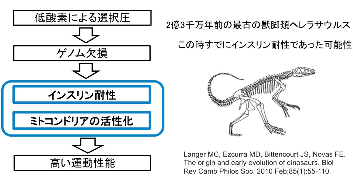 恐竜から鳥への進化はインスリン耐性の獲得による 東京工科大が新説を提唱 Tech