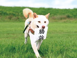 【勝訴だよー!!】「裁判のあの紙」みたいな犬のおもちゃが発想の勝利すぎ! - 「無罪バージョンも!」「裏は不当判決で」の声も