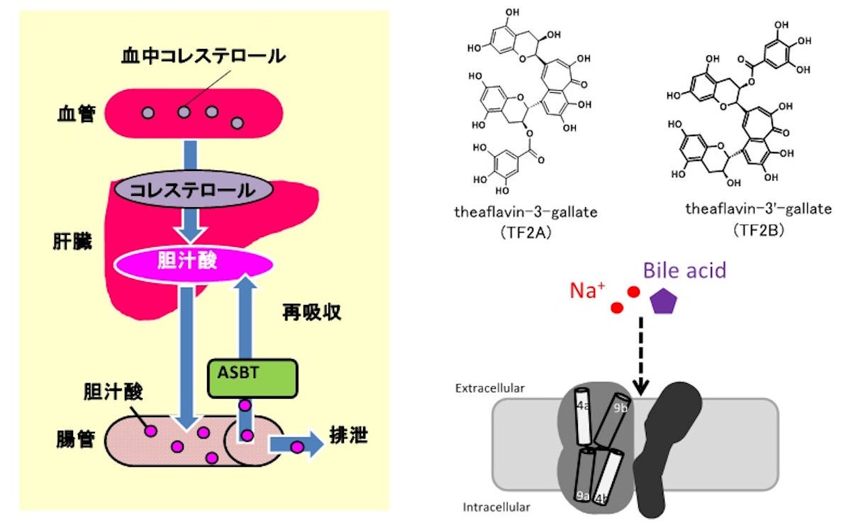 紅茶ポリフェノールに高コレステロール血症予防の可能性 東大が確認 Tech