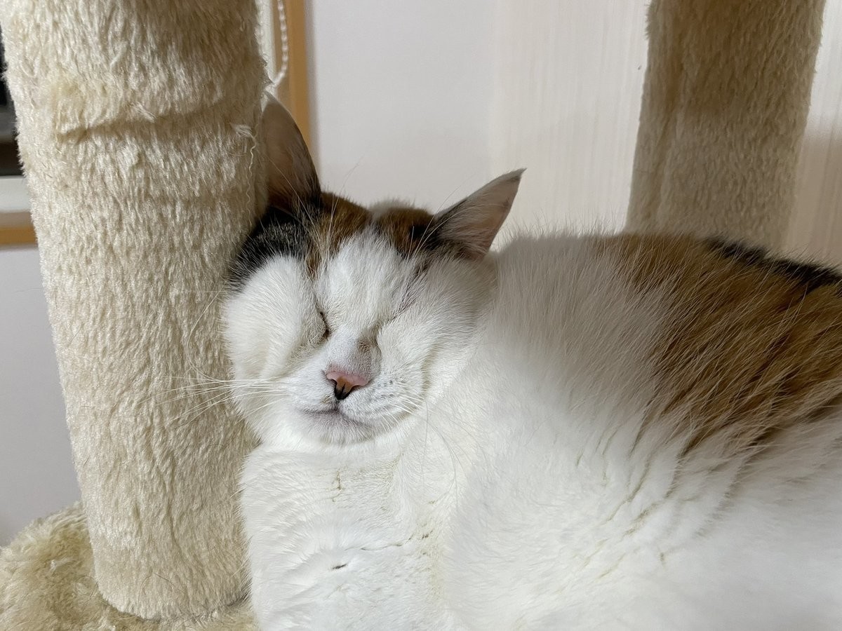 ムギュ】あまりにもギュッとなってる顔の猫がたまらん! - 「笑いが