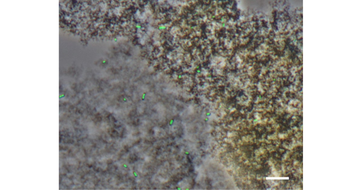 理研 Ph中性環境下で鉄の酸化も還元も行える1体2役の新種微生物を発見 Tech