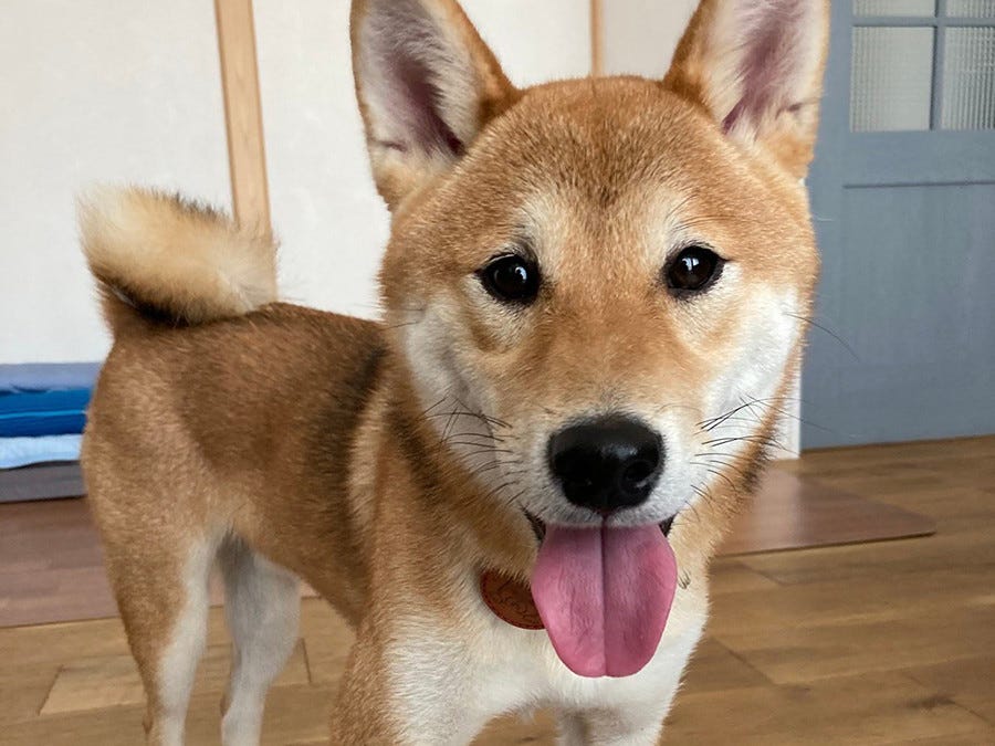 可愛すぎ 扉の向こうで出迎える柴犬にツイッター爆笑 その理由とは このお出迎えは疲れが吹っ飛びます 笑 マインクラフト犬 レゴ柴犬 の声 マイナビニュース