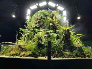 圧巻の360度水景タワーも - ネイチャーアクアリウム展で見た“生きる芸術”