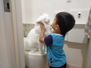 【どいてー!】トイレを占領する巨猫vsトイレに行きたい3歳児、その結果は…? - 「ナイス便座ブロック」「うちのトイレにもいてほしい」