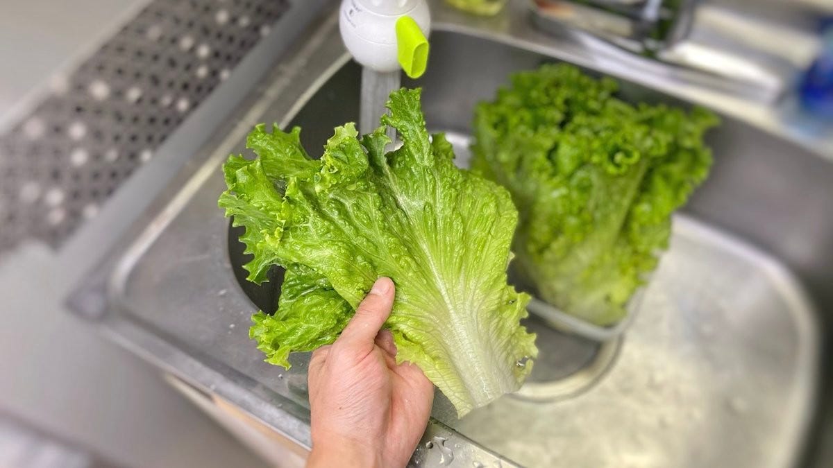 野菜高騰の今 しなしなレタスがシャキシャキに復活 長期保存できせる裏技に注目 うちのレタスはこれで3週間元気 マピオンニュース