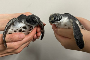 すみだ水族館、「アオウミガメの赤ちゃん」を一般公開開始