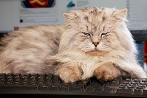 オンライン会議の事件簿 - 「猫が乱入」「寝落ち」「カメラオンで着替え」