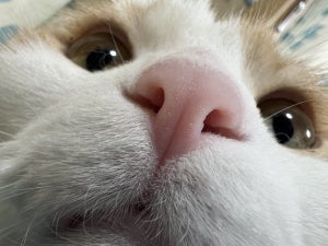 【これはたまらん】買ったばかりのiPhone13Proで愛猫を撮影 その鮮明さにかわいいの嵐「ざらざらまでくっきり」「迫力www!!!」