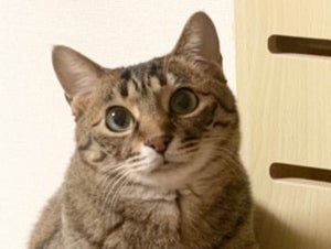 【予想外】猫語翻訳アプリ使ってみたら……愛猫の声を日本語にしたらまさかの結果に!「俺様ネコ…ステキ」「自己主張強めで草」の声