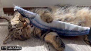 【食べながら…寝てる? 】サンマを抱きしめて寝ているマンチカンがたまらなく可愛い! 「めっちゃ可愛い」「幸せそうな猫ちゃん」「いい夢見ろよ!! 」と話題に