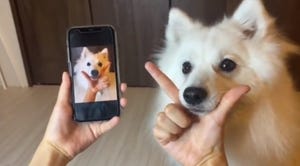 【天才犬現る】スマホの画像と全く同じポージングをして見せるスピッツに「うわ〜賢い!! 」「こんなことあります?!! 」とツイッターで驚きの声