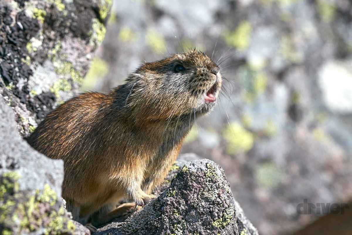 標高1252ｍの山頂でナキウサギをモグラたたき写 三好秀昌のニッポン探訪 取材ウラ話 第21回 ナキウサギ マイナビニュース