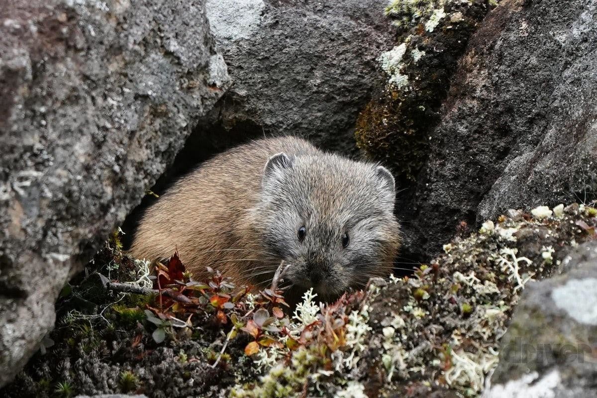 標高1252ｍの山頂でナキウサギをモグラたたき写 三好秀昌のニッポン探訪 取材ウラ話 第21回 ナキウサギ マイナビニュース