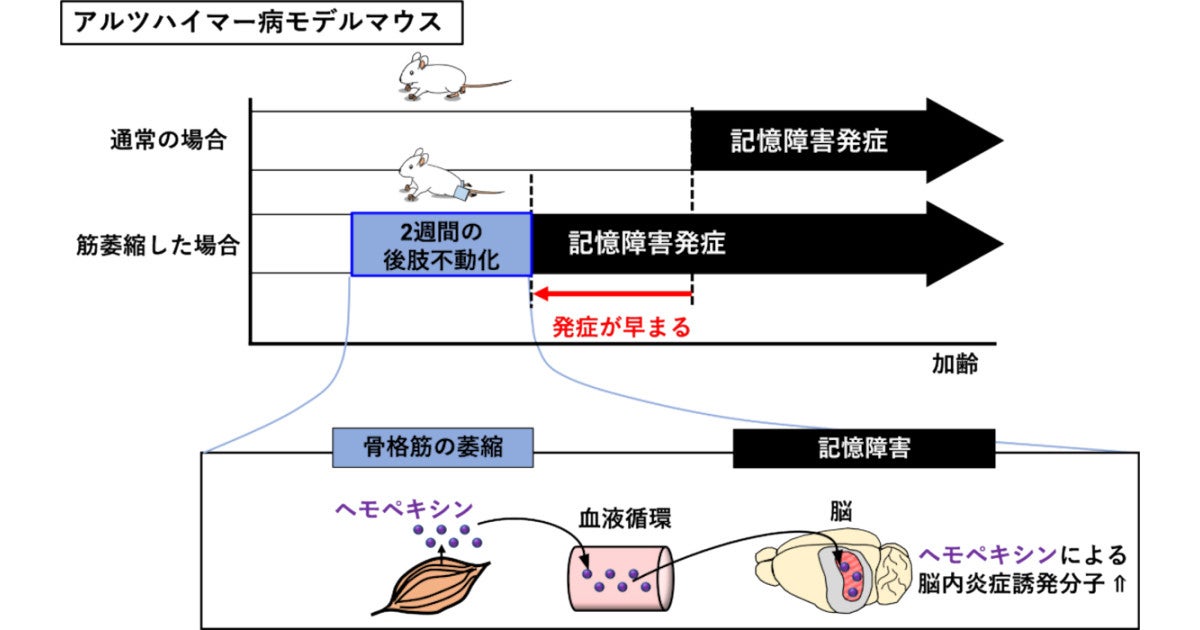 身体活動の低下が認知機能の低下を招くことを富山大がマウスで確認 Tech