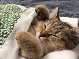 【可愛すぎ注意報】ミニ布団で眠る猫ちゃんの動画に「なんだこのかわいさ」「ニヤニヤ止まらない」「気付いたらループしてた」とツイッター騒然