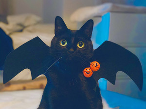 【仮装大賞】黒い翼を生やした黒猫がツイッターに出現!? しかし怖さは皆無で……「似合い過ぎる!」「こんな使い魔さんなら大歓迎」と大盛りあがり