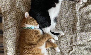 【至福】猫のお尻に埋まってスヤァ…最高にハッピーな睡眠が話題に! - 「可愛いけど笑っちゃう」「こんなにスペースあるのに」