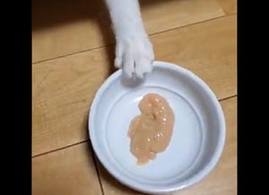 【あの貯金箱】ベッド下の猫を呼ぼうとちゅ～るを置いてみたら…まさかの展開にエンドレスでリピートしたくなる!