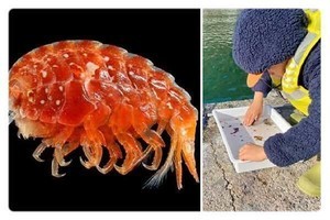 新種生物を4歳児が発見! 少年とその父親が顕微鏡の中に見つけた驚きの世界とは?