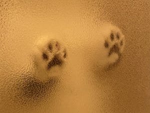 【肉球】飼い主さんのお風呂を待つ猫。ドアについた肉球に癒される人続出!「すっげぇカワイイ!!」「ドアにキスしてしまうやろこんなん」
