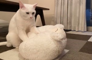 【職人技】神妙な顔つきでひたすらモミモミ! 白猫の動画に癒やされる… - 「揉まれたい」の声も多数!