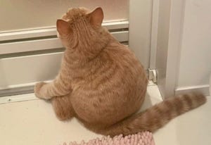 【もっちり】お風呂待ちしている猫の後ろ姿にキュン! - 「いいフォルム」「可愛すぎるんだが…」の声続々