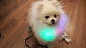 【ピカモフ犬】虹色に光るワンちゃんが可愛すぎる! - ｢So cute!｣｢ピカピカモフモフのアイドル｣