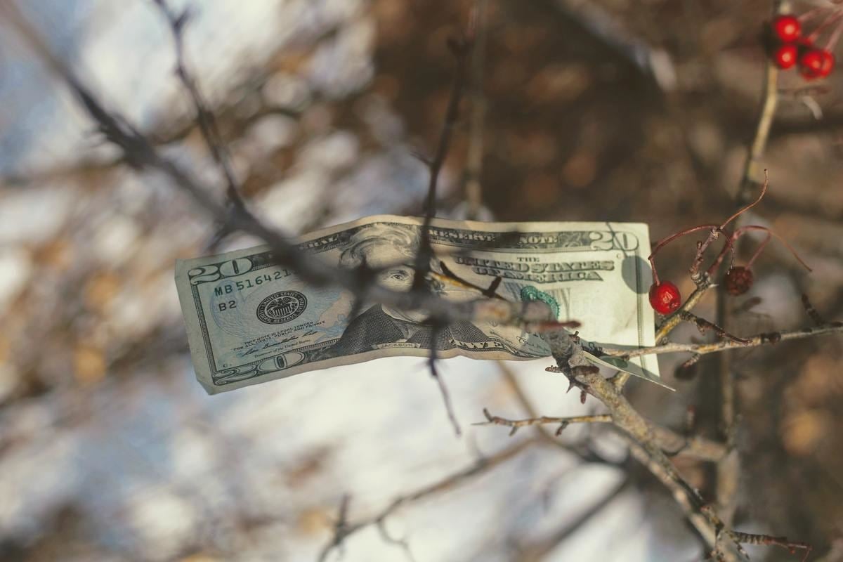 金のなる木とは 慣用句の意味や花言葉 マーケティング用語の意味も紹介 マイナビニュース