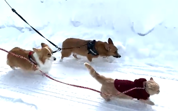 犬では 雪道を猛ダッシュ 仲良しコーギー兄妹と散歩する猫ちゃんが話題に 走り方まで犬 に似てるような もはやアスリート の声も マピオンニュース