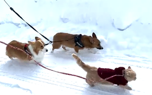 【犬では……!?】雪道を猛ダッシュ! 仲良しコーギー兄妹と散歩する猫ちゃんが話題に - 「走り方まで犬に似てるような」「もはやアスリート」の声も