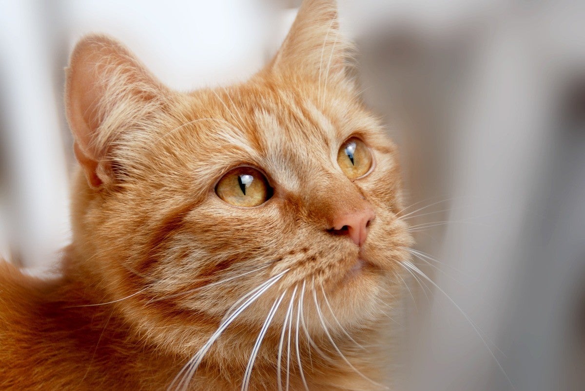 猫に小判 の意味とは 使い方 例文のほか由来や類語も紹介 マイナビニュース