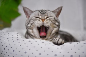 【獣医師が解説】猫のあくびの意味とは? どんなときに多いのかや臭い原因
