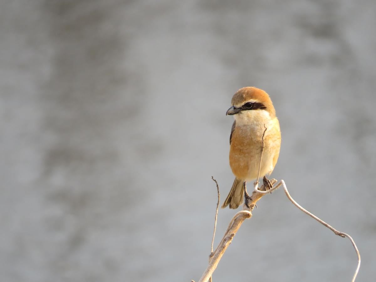 百舌ってどんな鳥?