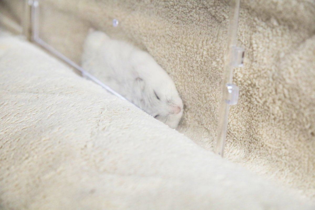 気持ちよさそうなハムスター、でもなぜそこに?!