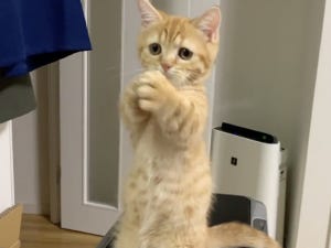 【謎の動き】リズミカルに手を振る猫の動画に13万人が悶絶! -  「可愛すぎ」「お手伝いしたいのかな」の声も