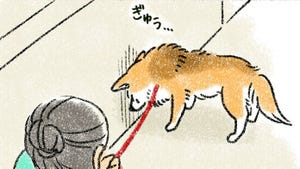 【よいしょ】犬との散歩中あるある「犬を整える」イベントに共感多数! -  愛犬とのほのぼのとした日常を描いた漫画が話題に