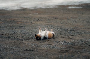【ぽてっ】「今日落ちてたネコ」の写真に大反響! リプライ欄でも落ちてるネコ祭り開催中