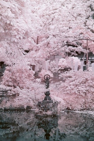 【神降臨】2月に桜⁉ 満開の桃色に囲まれた仏像捉えた写真に「感動です」「めっちゃご利益ありそう」「目を奪われるとはこのこと…か」と感動の嵐 - 桜の正体に驚きの声も