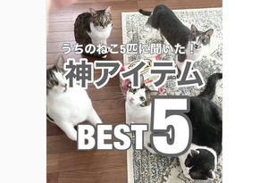 【それか～】「うちの猫に聞いた神アイテムBEST5」が自由すぎて爆笑! - 3位ジュースのフタ、2位ホイル、堂々の1位は?