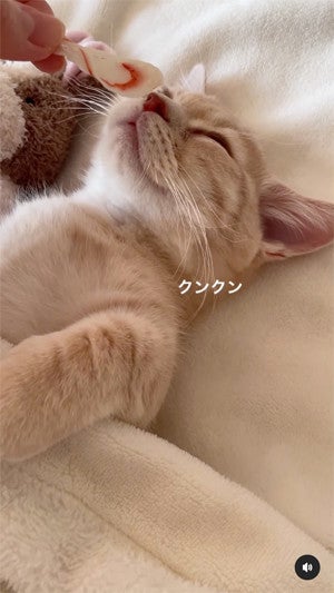 睡眠 食欲 ちっとも起きない子猫におやつを口元に持っていくと その反応に 可愛すぎてフニャフニャしちゃう さすが食いしん坊 とコメントが殺到 マイナビニュース