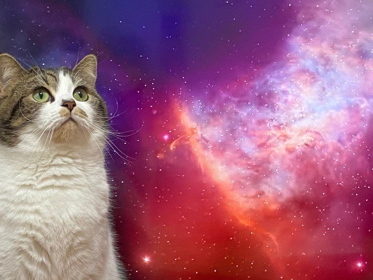 宇宙猫 写真なのにコラ画像感満載 自家製 スペースキャット 爆誕に12万いいね さらに同居猫も参戦 マイナビニュース